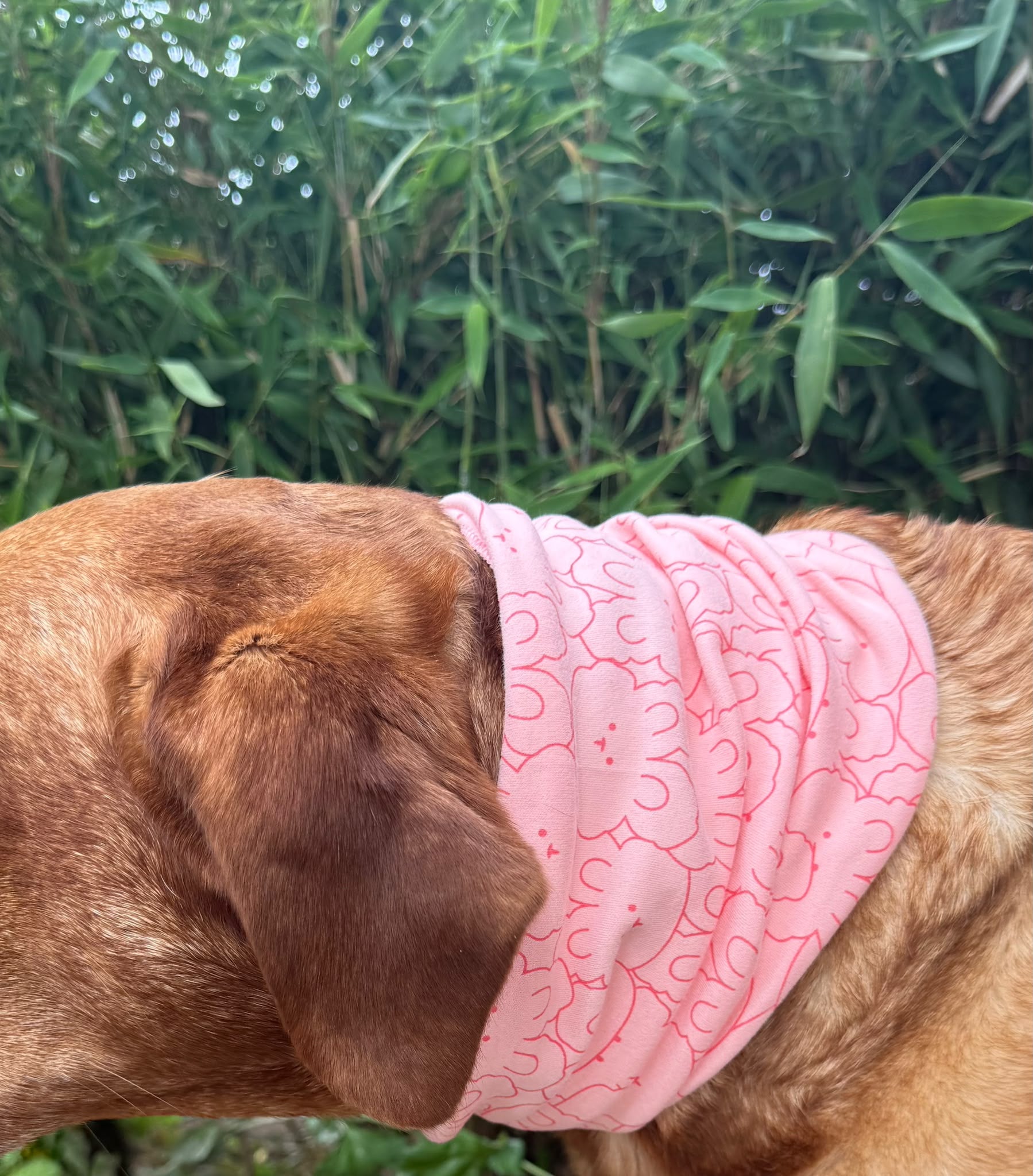 Hunde-Loops